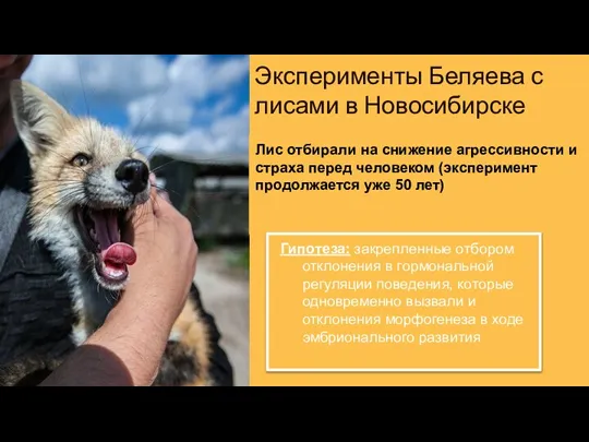 Эксперименты Беляева с лисами в Новосибирске Лис отбирали на снижение агрессивности и