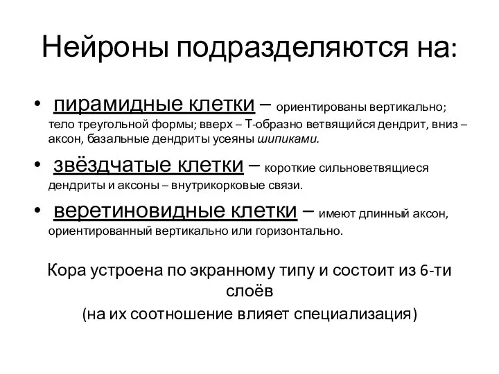 Нейроны подразделяются на: пирамидные клетки – ориентированы вертикально; тело треугольной формы; вверх