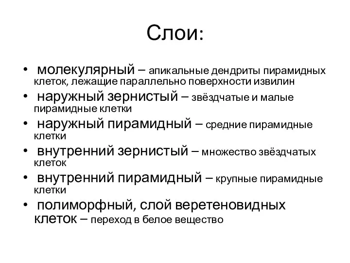 Слои: молекулярный – апикальные дендриты пирамидных клеток, лежащие параллельно поверхности извилин наружный