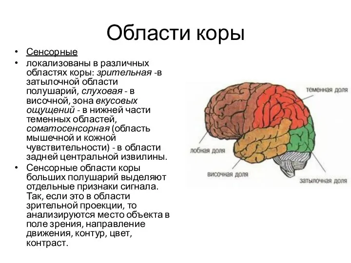 Области коры Сенсорные локализованы в различных областях коры: зрительная -в затылочной области