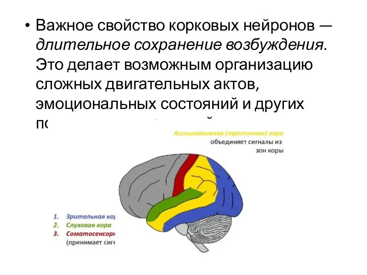 Важное свойство корковых нейронов — длительное сохранение возбуждения. Это делает возможным организацию