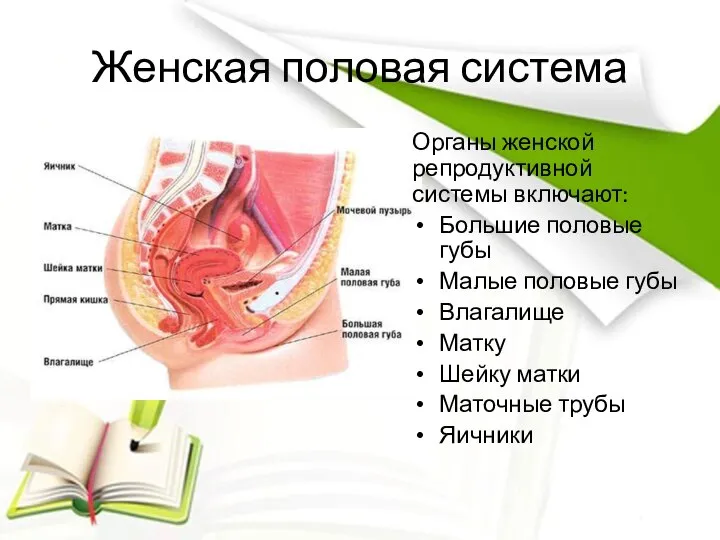 Женская половая система Органы женской репродуктивной системы включают: Большие половые губы Малые