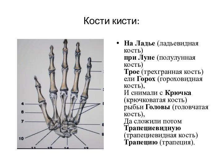 Кости кисти: На Ладье (ладьевидная кость) при Луне (полулунная кость) Трое (трехгранная