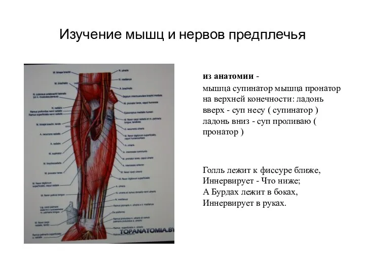 Изучение мышц и нервов предплечья из анатомии - мышца супинатор мышца пронатор