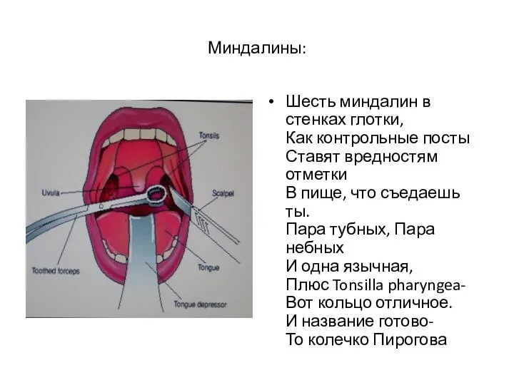 Миндалины: Шесть миндалин в стенках глотки, Как контрольные посты Ставят вредностям отметки