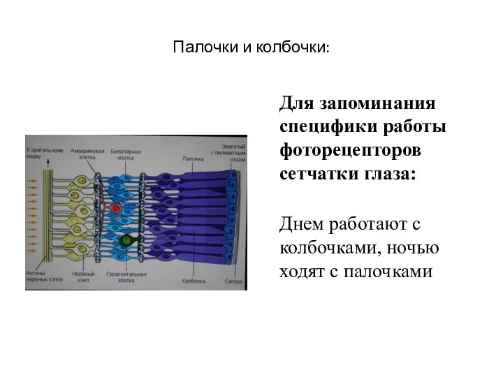 Палочки и колбочки: Для запоминания специфики работы фоторецепторов сетчатки глаза: Днем работают