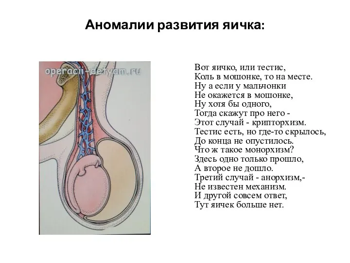 Аномалии развития яичка: Вот яичко, или тестис, Коль в мошонке, то на