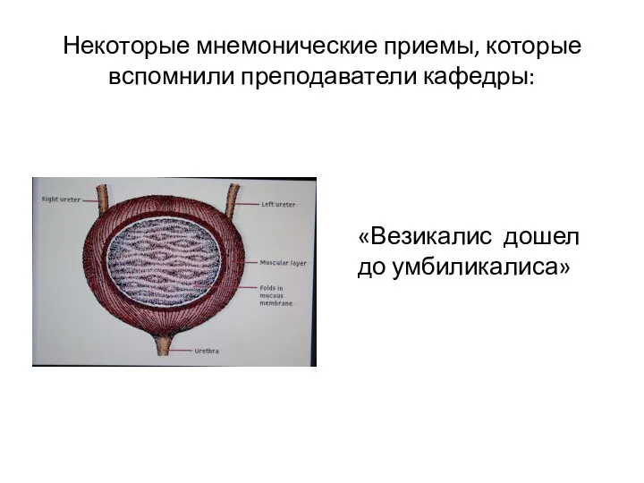 Некоторые мнемонические приемы, которые вспомнили преподаватели кафедры: «Везикалис дошел до умбиликалиса»