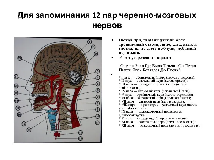 Для запоминания 12 пар черепно-мозговых нервов Нюхай, зри, глазами двигай, блок тройничный