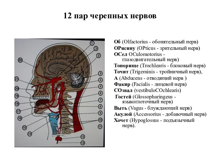 12 пар черепных нервов Об (Olfactorius - обонятельный нерв) OPясину (OPticus -