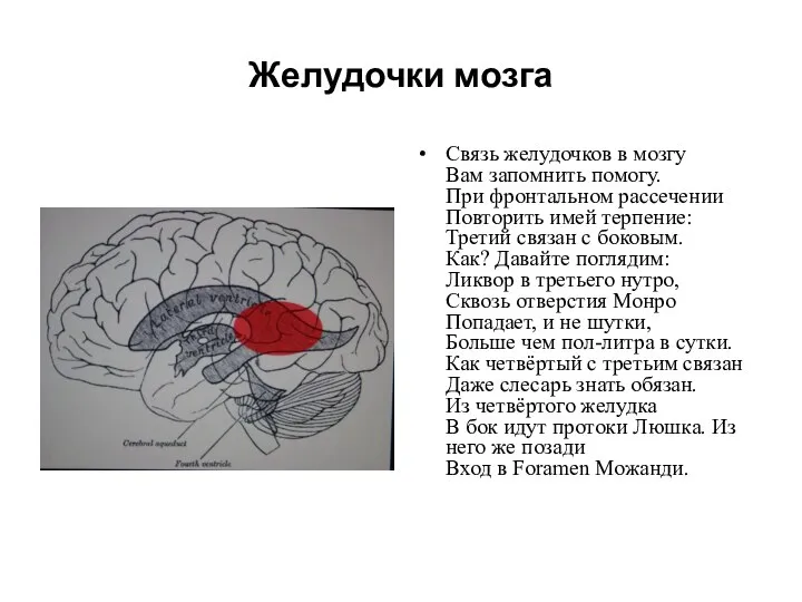 Желудочки мозга Связь желудочков в мозгу Вам запомнить помогу. При фронтальном рассечении