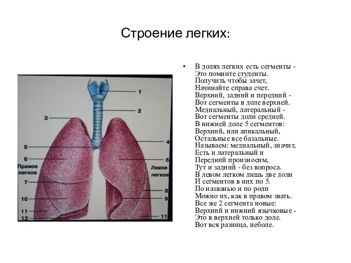 Строение легких: В долях легких есть сегменты - Это помните студенты. Получить