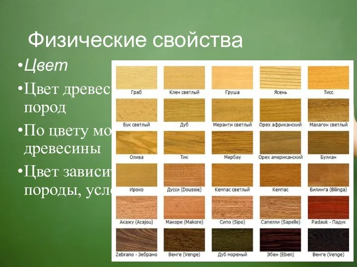 Физические свойства Цвет Цвет древесины различен у разных пород По цвету можно