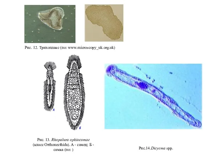 Рис. 12. Трихоплакс (по: www.microscopy_uk.org.uk) Рис. 13. Rhopalura ophiocomae (класс Orthonecthida). A