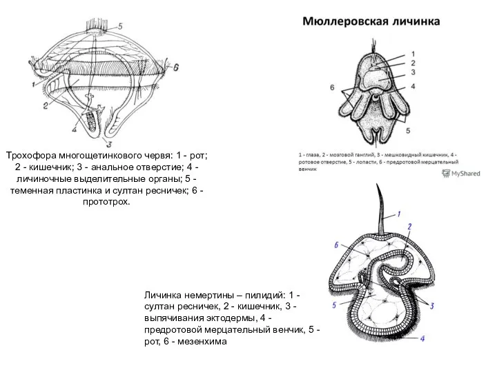 Трохофора многощетинкового червя: 1 - рот; 2 - кишечник; 3 - анальное