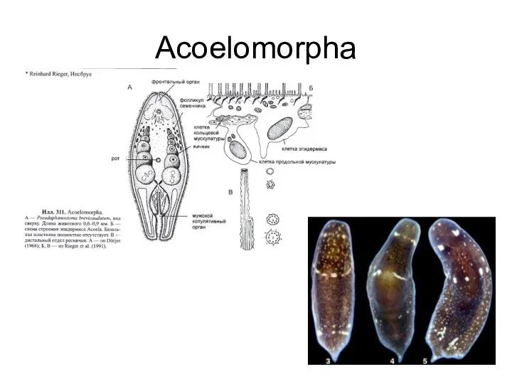 Acoelomorpha