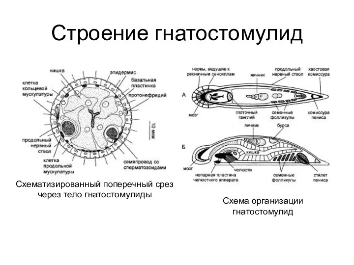 Строение гнатостомулид Схематизированный поперечный срез через тело гнатостомулиды Схема организации гнатостомулид