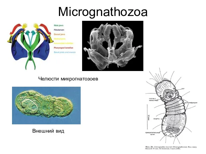 Micrognathozoa Челюсти микрогнатозоев Внешний вид