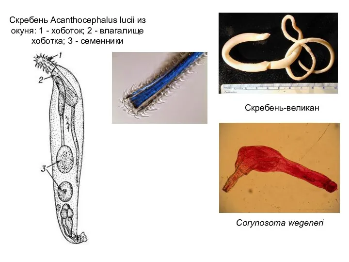 Скребень Acanthocephalus lucii из окуня: 1 - хоботок; 2 - влагалище хоботка;