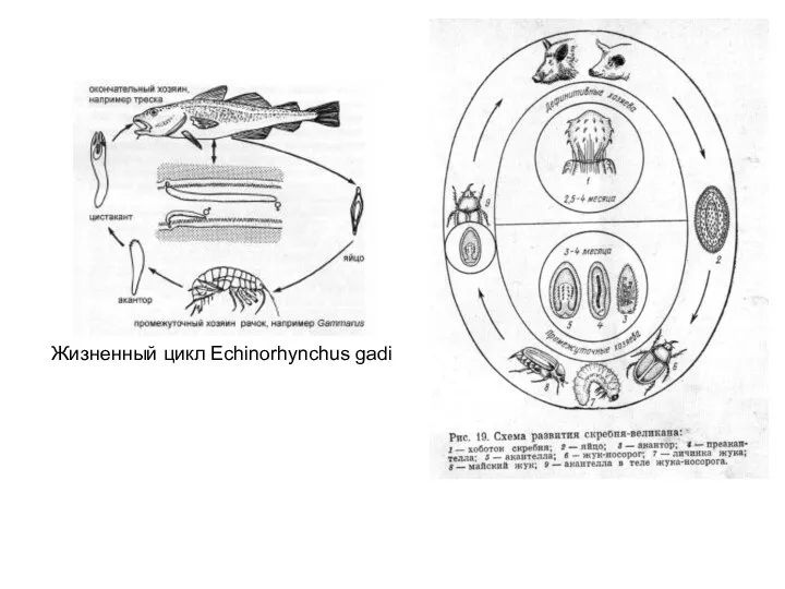 Жизненный цикл Echinorhynchus gadi