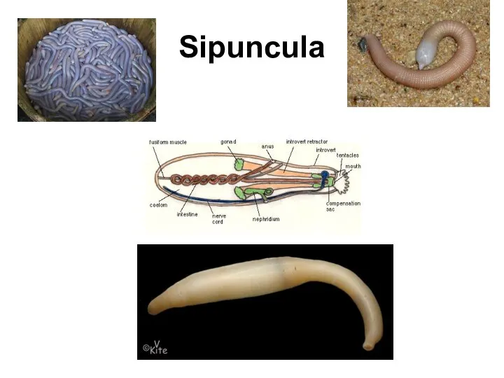 Sipuncula