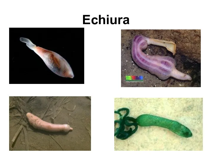 Echiura