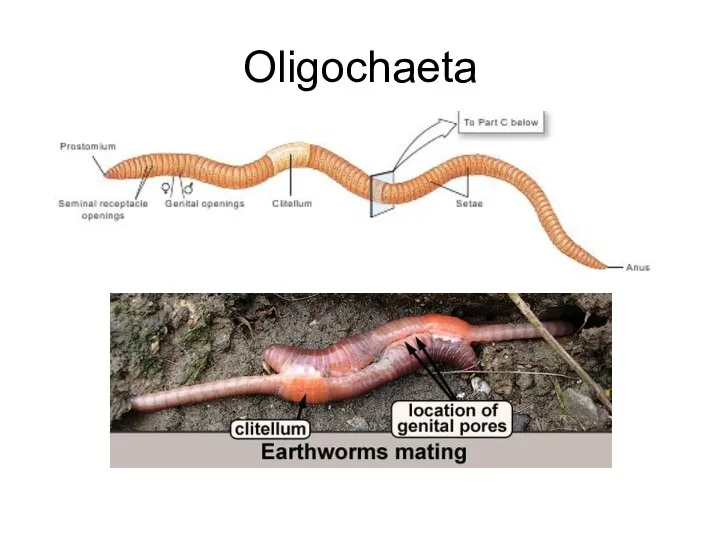 Oligochaeta