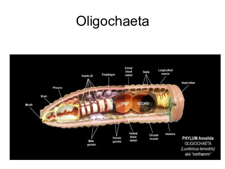 Oligochaeta