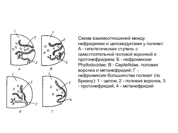 Схема взаимоотношений между нефридиями и целомодуктами у полихет. А - гипотетическая ступень