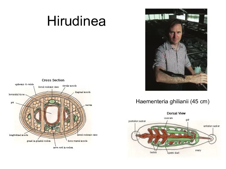 Hirudinea Haementeria ghilianii (45 cm)