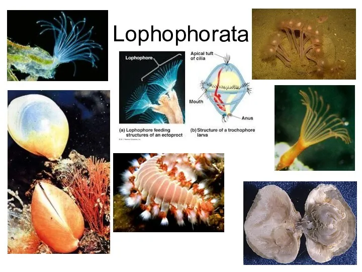 Lophophorata