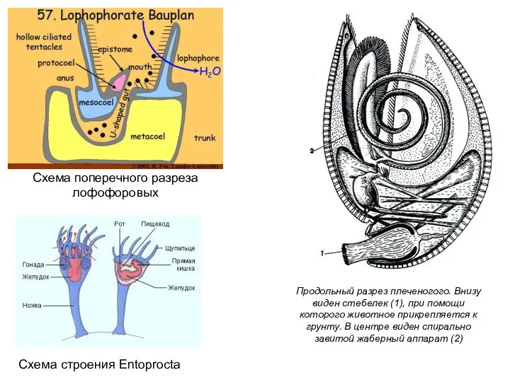 Схема поперечного разреза лофофоровых Продольный разрез плеченогого. Внизу виден стебелек (1), при