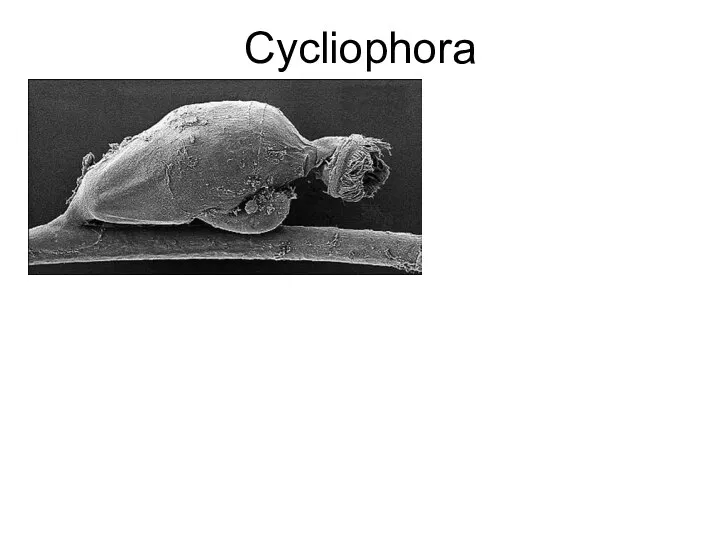 Cycliophora