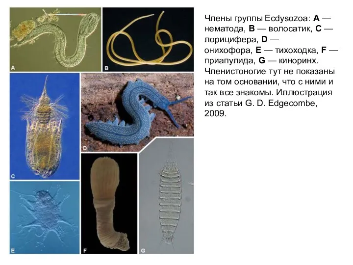 Члены группы Ecdysozoa: A — нематода, B — волосатик, C — лорицифера,