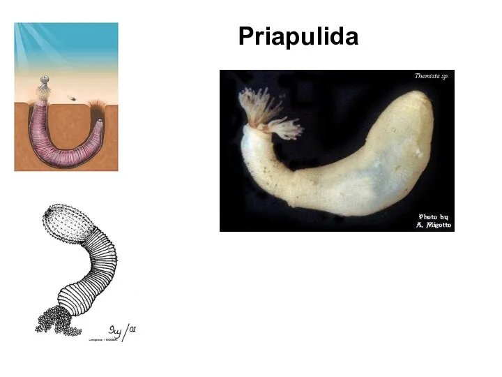 Priapulida