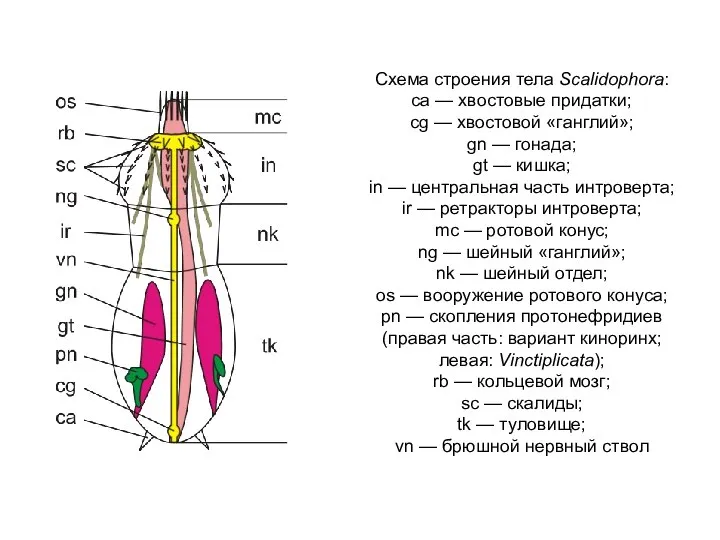 Схема строения тела Scalidophora: ca — хвостовые придатки; cg — хвостовой «ганглий»;