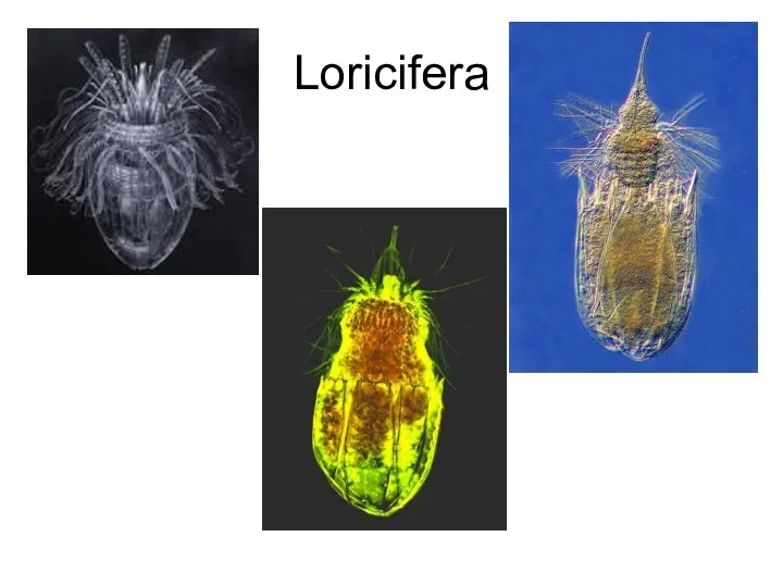 Loricifera