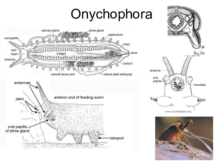 Onychophora