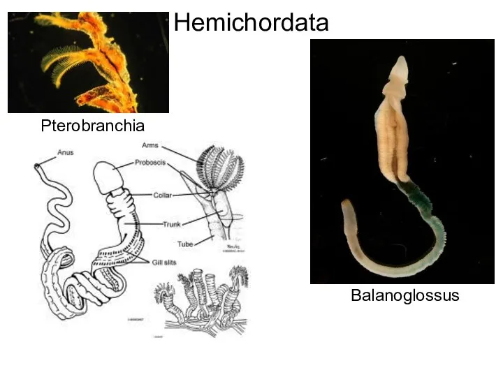 Balanoglossus Hemichordata Pterobranchia