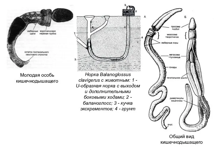 Молодая особь кишечнодышащего Общий вид кишечнодышащего Норка Balanoglossus clavigerus с животным: 1