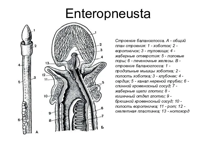 Enteropneusta Строение баланоглосса. А - общий план строения: 1 - хоботок; 2