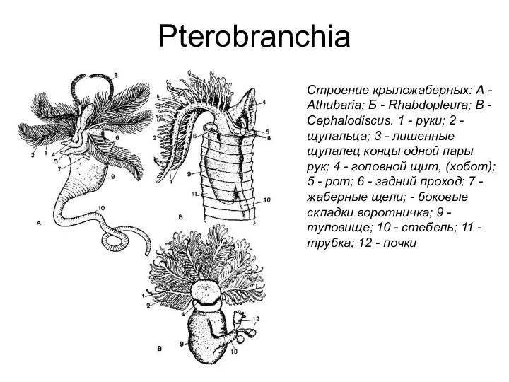 Pterobranchia Строение крыложаберных: А - Athubaria; Б - Rhabdopleura; В - Cephalodiscus.