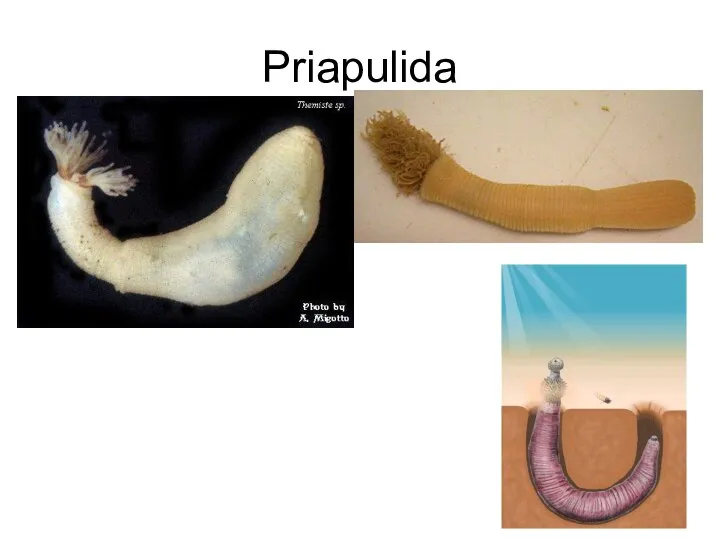 Priapulida