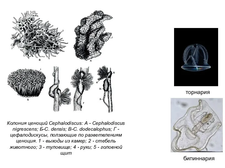 бипиннария торнария Колония ценоций Cephalodiscus: А - Cephalodiscus nigrescens; Б-С. densis; В-С.