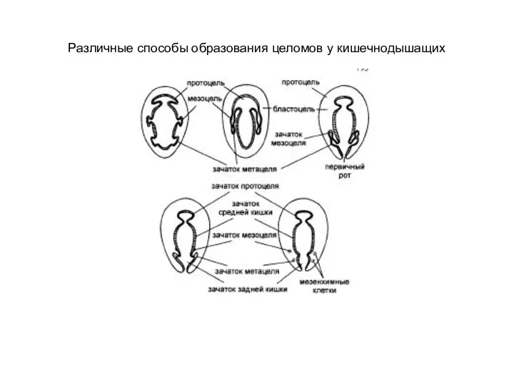 Различные способы образования целомов у кишечнодышащих