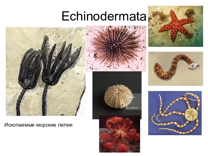 Echinodermata Ископаемые морские лилии