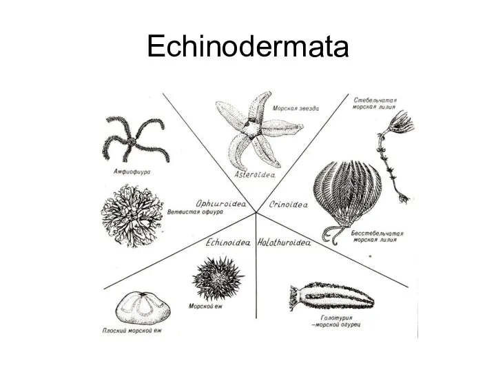 Echinodermata