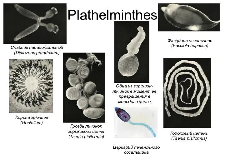 Plathelminthes Спайник парадоксальный (Diplozoon paradoxum) Фасциола печеночная (Fasciola hepatica) Корона крючьев (Rostellum)