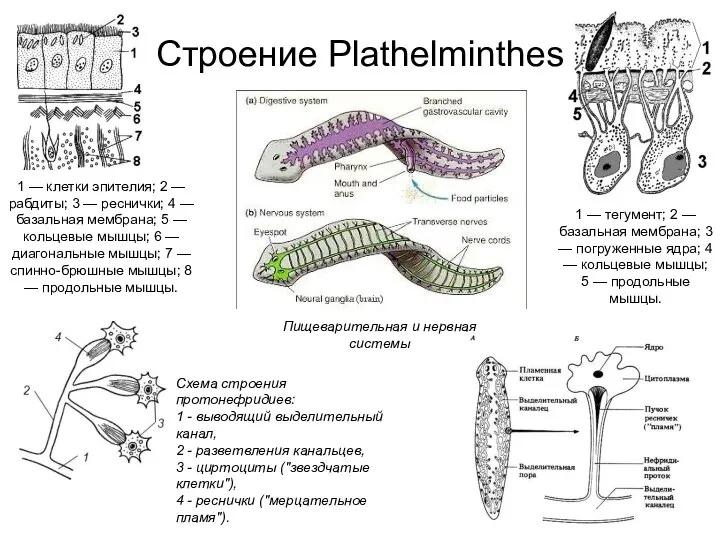 Строение Plathelminthes 1 — клетки эпителия; 2 — рабдиты; 3 — реснички;