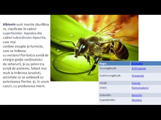 Albinele sunt insecte zburătoare, clasificate în cadrul superfamiliei Apoidea din cadrul subordinului